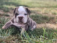 Earl, a male English Bulldog for sale in Monett, MO – 5 of 5