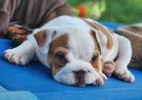Taquito, a female English Bulldog for sale in Monett, MO – 5 of 9