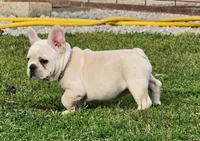 Teeny, a female French Bulldog for sale in Monett, MO – Photo 2 of 8