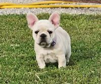 Teeny, a female French Bulldog for sale in Monett, MO – Photo 3 of 8