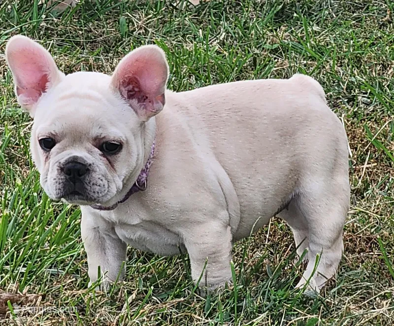 Teeny, a female French Bulldog for sale in Monett, MO – Photo 1 of 8