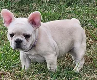 Teeny, a female French Bulldog for sale in Monett, MO – Photo 1 of 8
