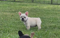 Teeny, a female French Bulldog for sale in Monett, MO – Photo 5 of 8