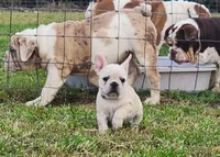 Teeny, a female French Bulldog for sale in Monett, MO – Photo 6 of 8