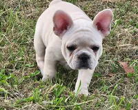 Teeny, a female French Bulldog for sale in Monett, MO – Photo 8 of 8