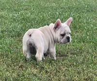 Teeny, a female French Bulldog for sale in Monett, MO – Photo 4 of 8