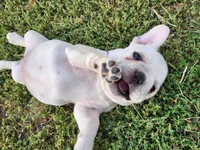 Teeny, a female French Bulldog for sale in Monett, MO – Photo 7 of 8