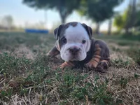 Wanda, a female English Bulldog for sale in Monett, MO – 6 of 6
