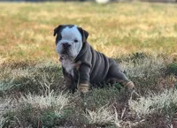 Wanda, a female English Bulldog for sale in Monett, MO – 4 of 6