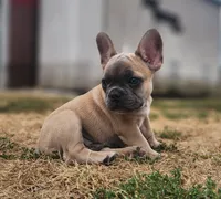 Curly, a male French Bulldog for sale in Monett, MO – 2 of 6