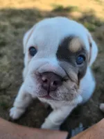 Mary Ann, a female English Bulldog for sale in Monett, MO – 3 of 5