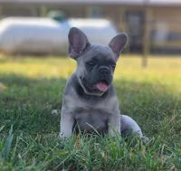 Larry, a male French Bulldog for sale in Monett, MO – 3 of 6