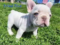 Fried Rice, a male French Bulldog for sale in Monett, MO – 8 of 10