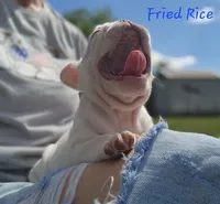 Fried Rice, a male French Bulldog for sale in Monett, MO – 7 of 10