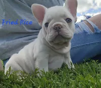 Fried Rice, a male French Bulldog for sale in Monett, MO – 10 of 10