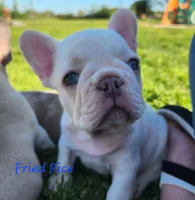 Fried Rice, a male French Bulldog for sale in Monett, MO – 2 of 10