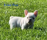 Fried Rice, a male French Bulldog for sale in Monett, MO – 4 of 10