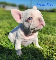 Fried Rice, a male French Bulldog for sale in Monett, MO – 3 of 10