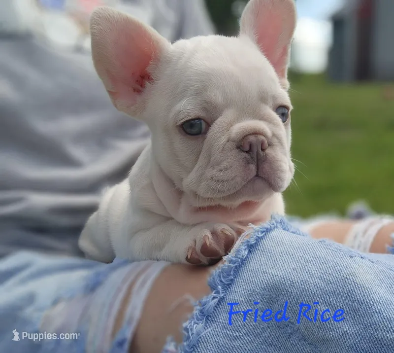 Fried Rice – French Bulldog puppy for sale in Monett, MO