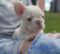 Fried Rice, a male French Bulldog for sale in Monett, MO – 1 of 10