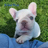 Fried Rice, a male French Bulldog for sale in Monett, MO – 9 of 10