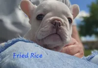 Fried Rice, a male French Bulldog for sale in Monett, MO – 6 of 10