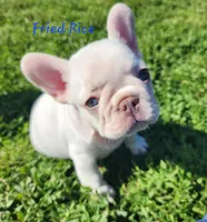 Fried Rice, a male French Bulldog for sale in Monett, MO – 5 of 10