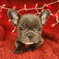 Candy Cane, a female French Bulldog for sale in Monett, MO – Photo 1 of 8