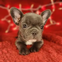 Candy Cane, a female French Bulldog for sale in Monett, MO – Photo 2 of 8