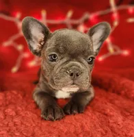 Candy Cane, a female French Bulldog for sale in Monett, MO – Photo 2 of 8