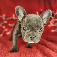 Candy Cane, a female French Bulldog for sale in Monett, MO – Photo 3 of 8