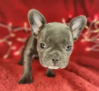 Candy Cane, a female French Bulldog for sale in Monett, MO – Photo 3 of 8