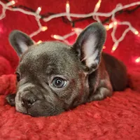 Candy Cane, a female French Bulldog for sale in Monett, MO – Photo 4 of 8