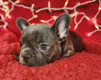 Candy Cane, a female French Bulldog for sale in Monett, MO – Photo 4 of 8