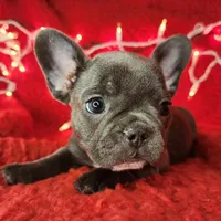 Candy Cane, a female French Bulldog for sale in Monett, MO – Photo 5 of 8