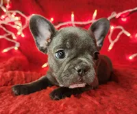 Candy Cane, a female French Bulldog for sale in Monett, MO – Photo 5 of 8