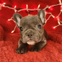 Candy Cane, a female French Bulldog for sale in Monett, MO – Photo 6 of 8
