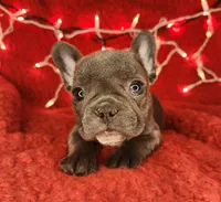 Candy Cane, a female French Bulldog for sale in Monett, MO – Photo 6 of 8
