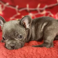Candy Cane, a female French Bulldog for sale in Monett, MO – Photo 7 of 8