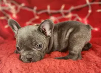 Candy Cane, a female French Bulldog for sale in Monett, MO – Photo 7 of 8