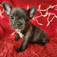 Candy Cane, a female French Bulldog for sale in Monett, MO – Photo 8 of 8