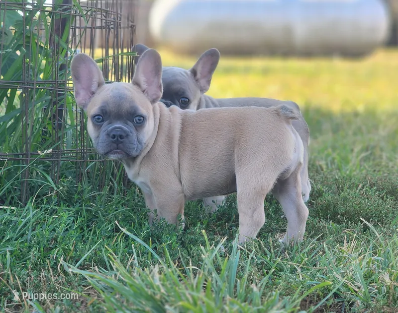 Curly – French Bulldog puppy for sale in Monett, MO