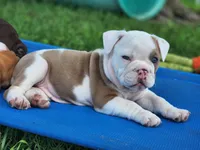 Tamale, a female English Bulldog for sale in Monett, MO – 6 of 8