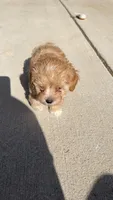 Dior, a female Miniature Goldendoodle for sale in Madison, AL – 5 of 9