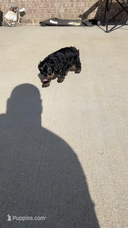 Dior – Miniature Goldendoodle puppy for sale in Madison, AL