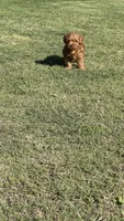 Dior, a female Miniature Goldendoodle for sale in Madison, AL – 8 of 9