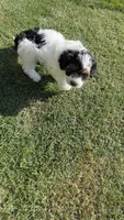 Dior, a female Miniature Goldendoodle for sale in Madison, AL – 9 of 9