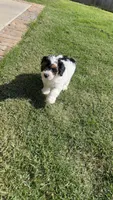 Dior, a female Miniature Goldendoodle for sale in Madison, AL – 7 of 9