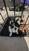 Dior, a female Miniature Goldendoodle for sale in Madison, AL – 3 of 9