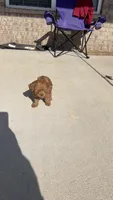 Dior, a female Miniature Goldendoodle for sale in Madison, AL – 6 of 9